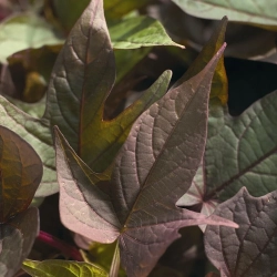 Ipomoea batatas 'Bright Ideas Rusty Red' – wilec ziemniaczany, liście